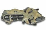 Fossil Mud Lobster (Thalassina) - Gunn Poin, Australia #307736-1